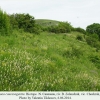 melitaea caucasogenita chechrak biotope1